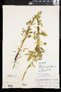 Amaranthus spinosus image