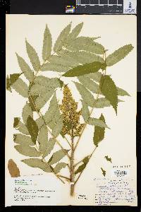 Rhus typhina image