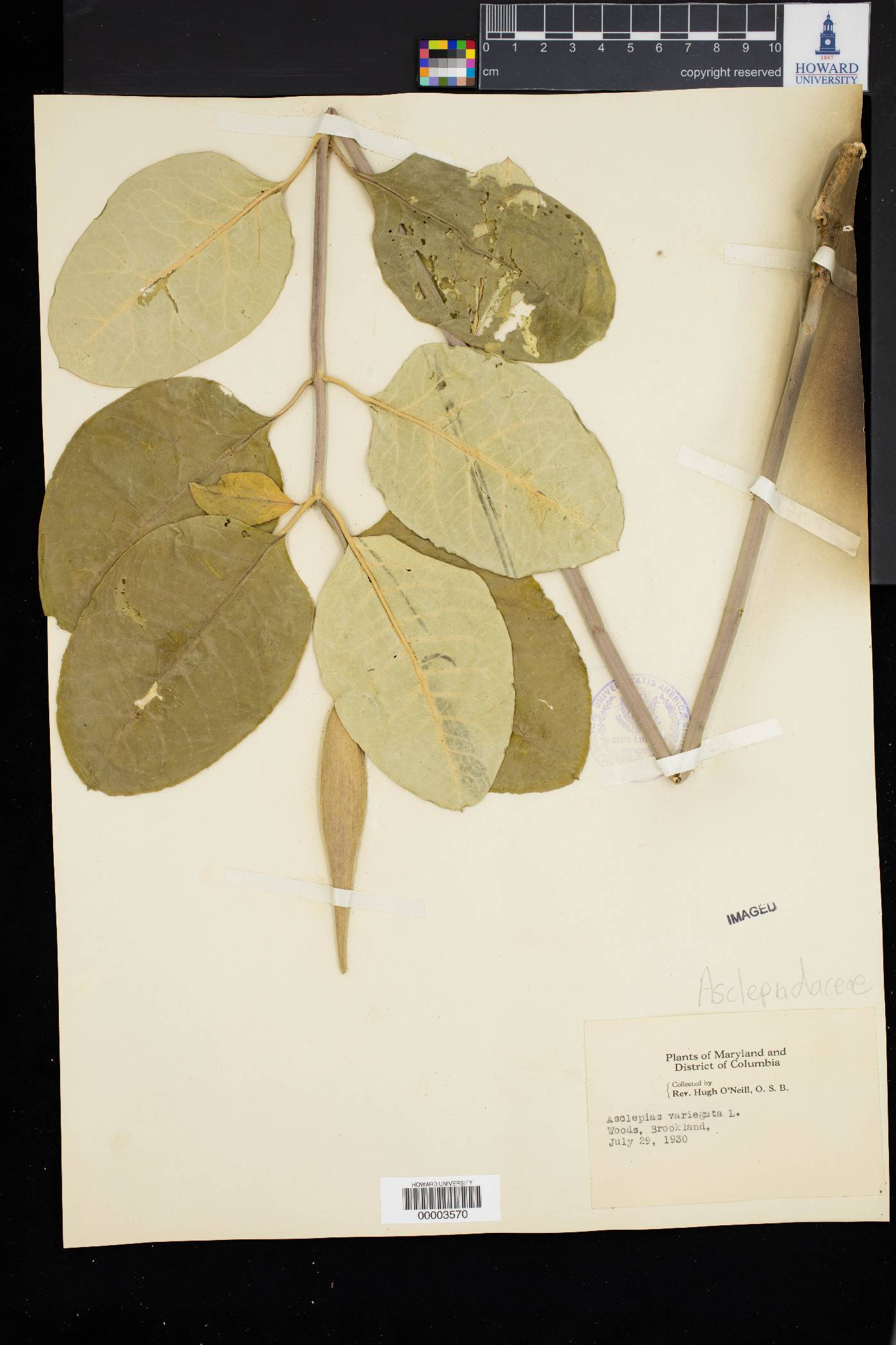 Asclepias variegata image