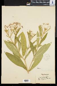 Asclepias pulchra image
