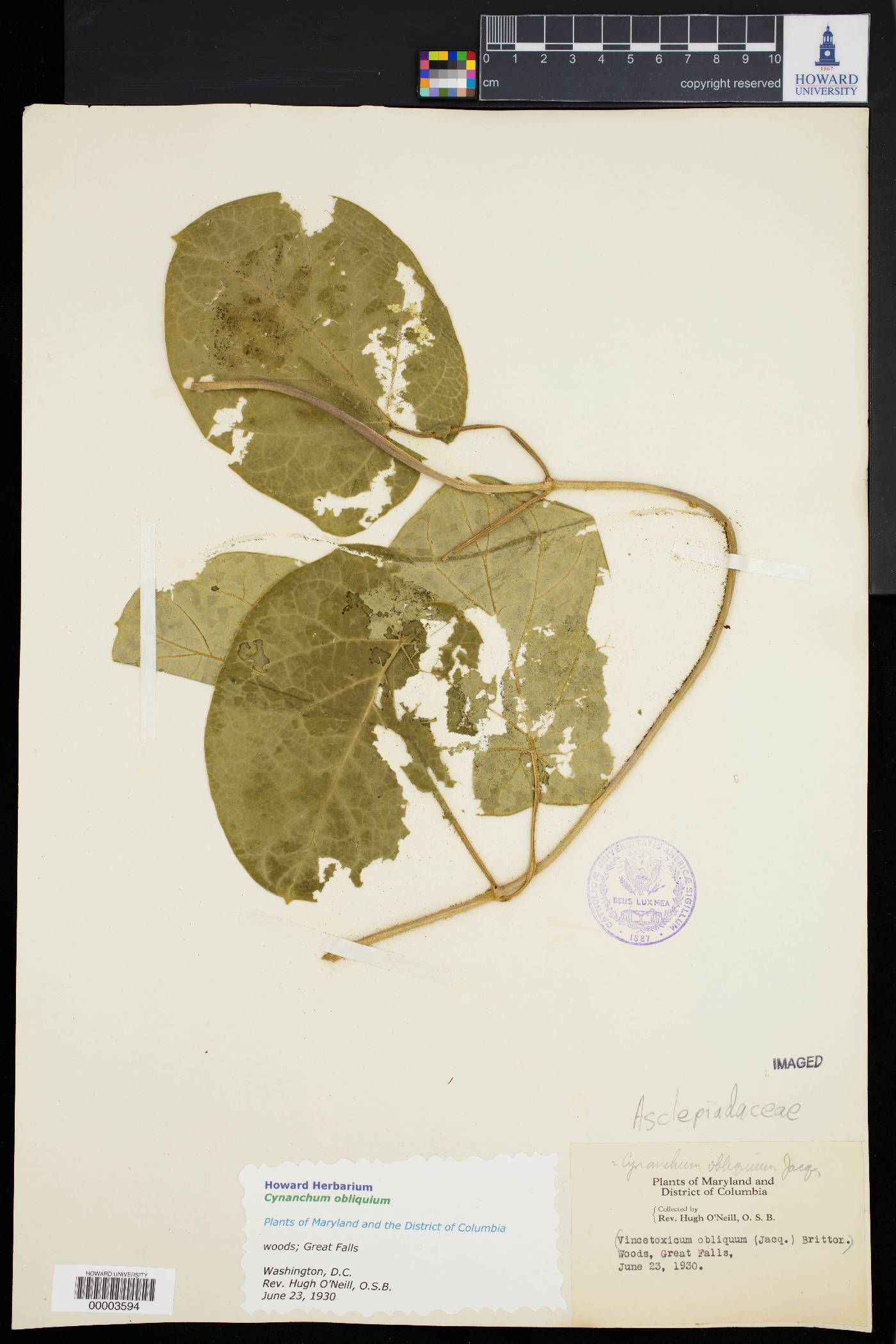 Vincetoxicum obliquum image