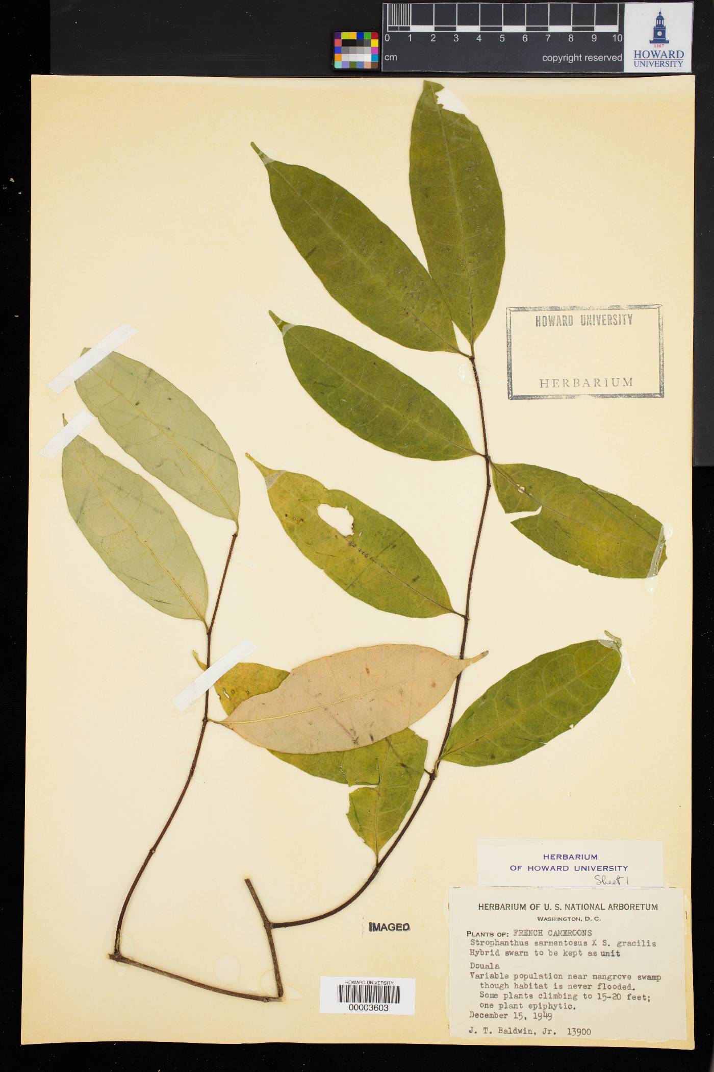 Strophanthus image