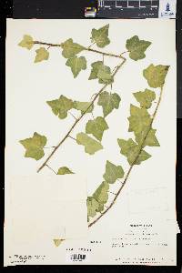 Hedera helix image