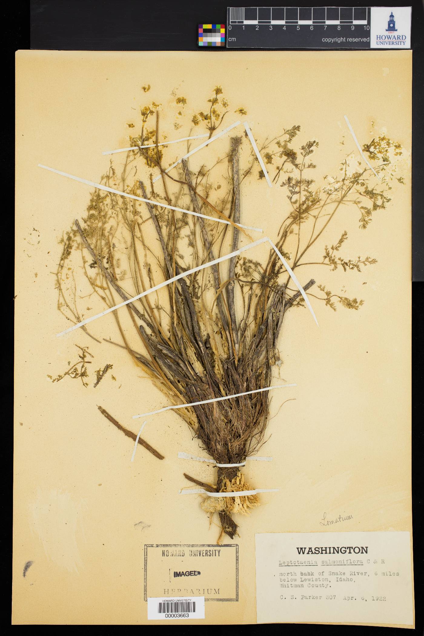 Lomatium salmoniflorum image