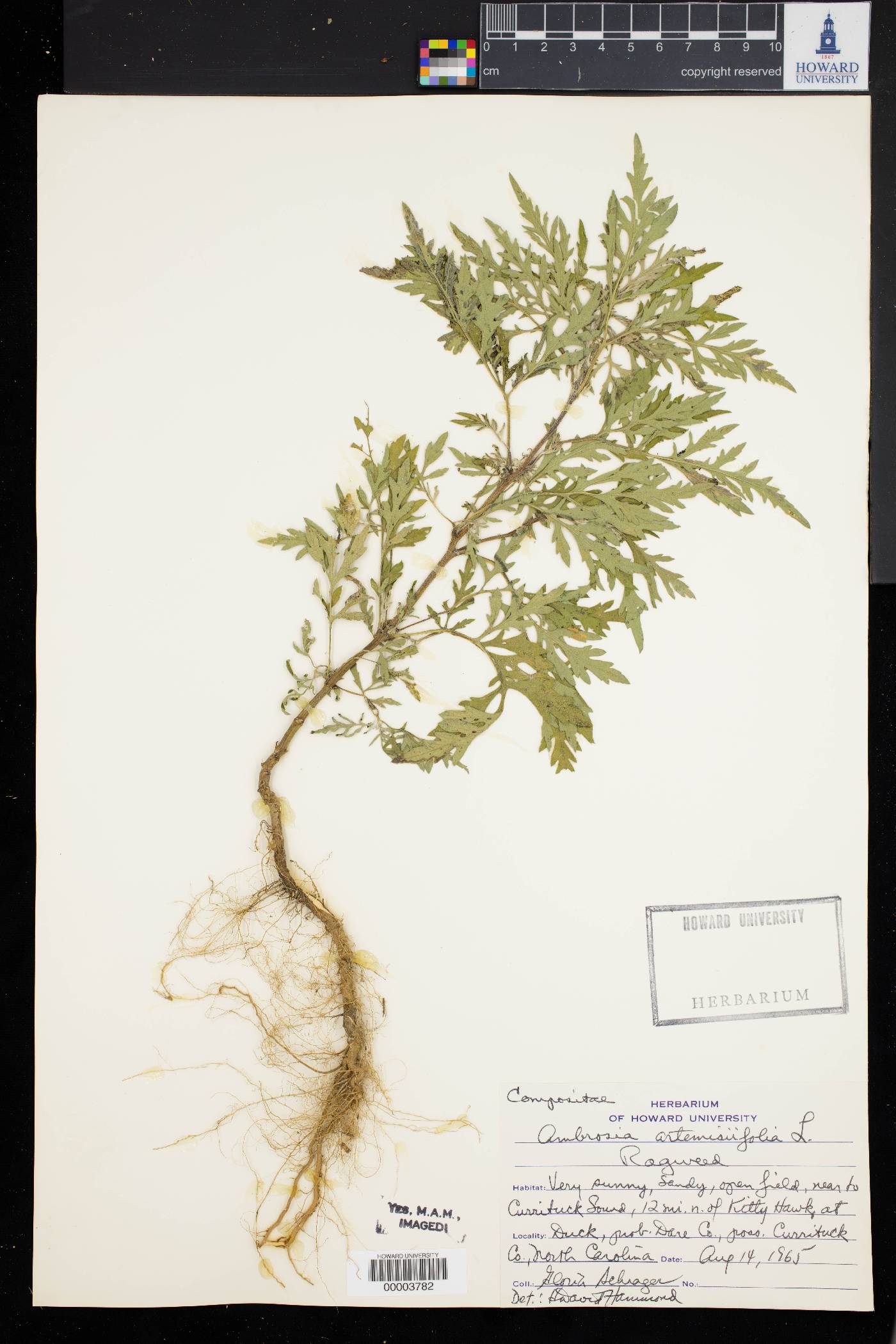 Ambrosia artemisiaefolia image