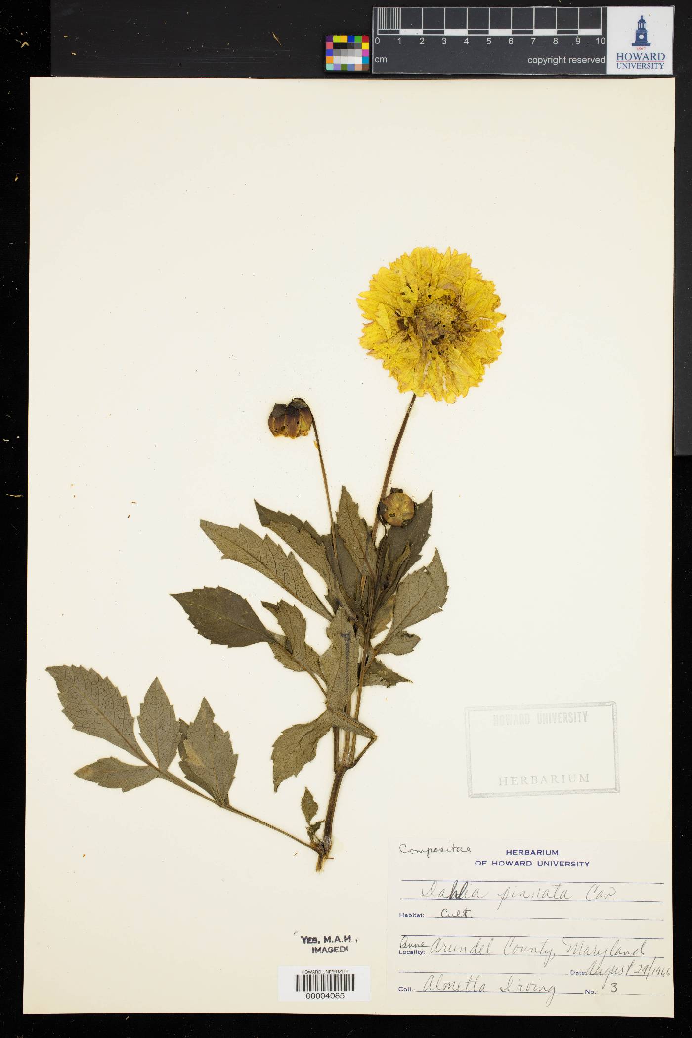 Dahlia pinnata image