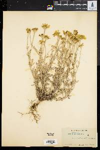 Eriophyllum lanatum image