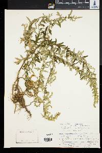 Artemisia vulgaris image