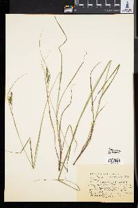 Carex virescens image