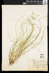 Carex convoluta image