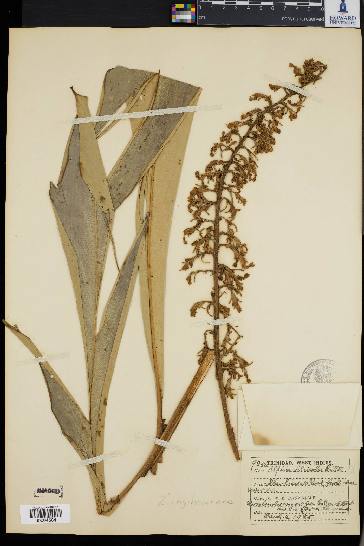 Renealmia thyrsoidea subsp. thyrsoidea image