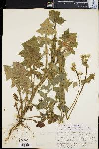 Sonchus oleraceus image