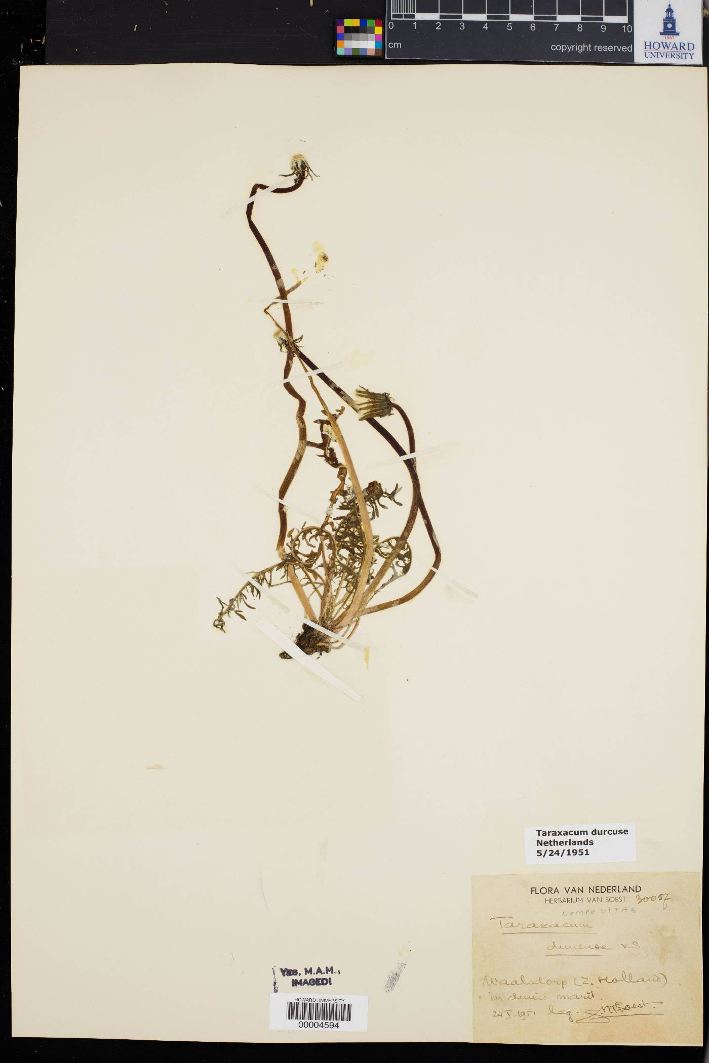 Taraxacum dumetorum image