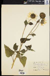 Helianthus debilis image