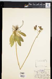 Hieracium aurantiacum image