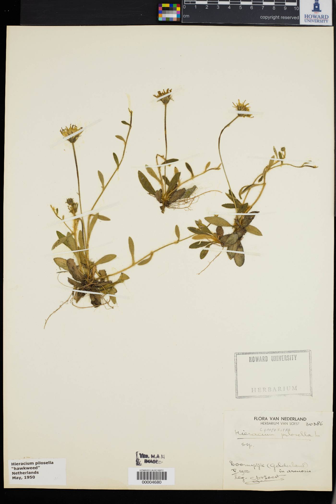 Hieracium pilosella image