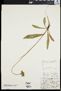 Hieracium praealtum var. decipiens image