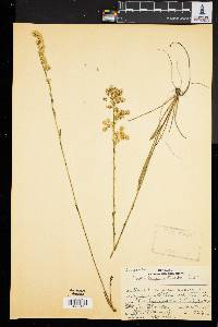 Solidago stricta image