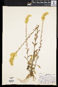 Solidago puberula image