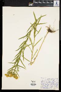 Solidago graminifolia image