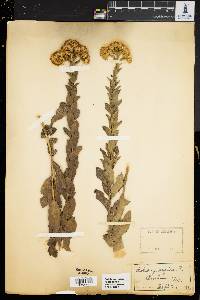 Solidago rigida image