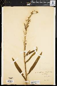 Solidago sempervirens image