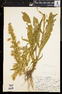 Solidago sempervirens image