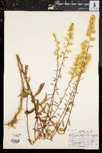 Solidago bicolor image