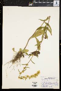 Solidago erecta image