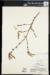 Betula occidentalis image