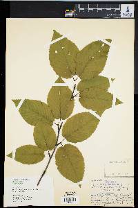 Betula lutea image
