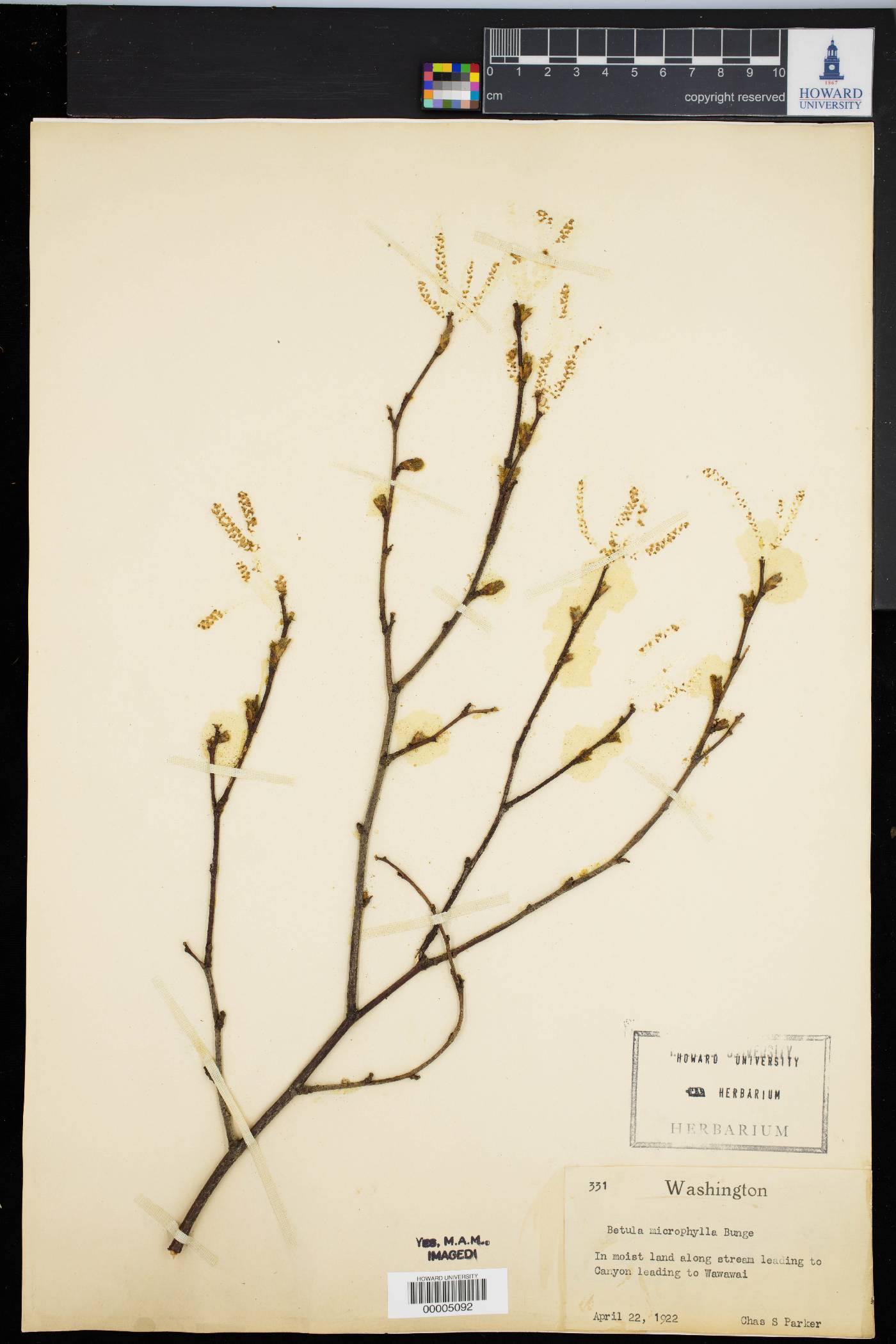 Betula microphylla image