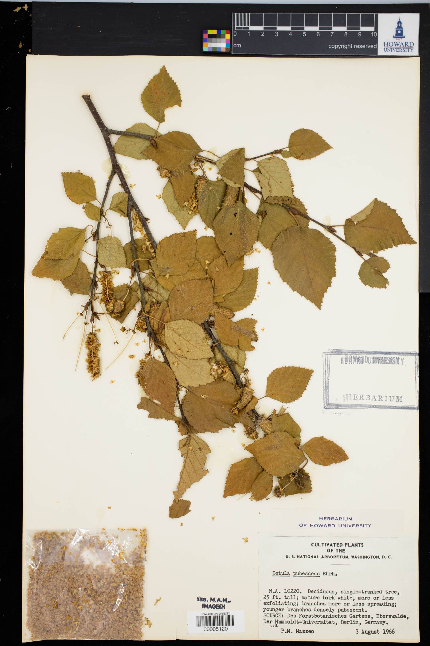 Betula pubescens image