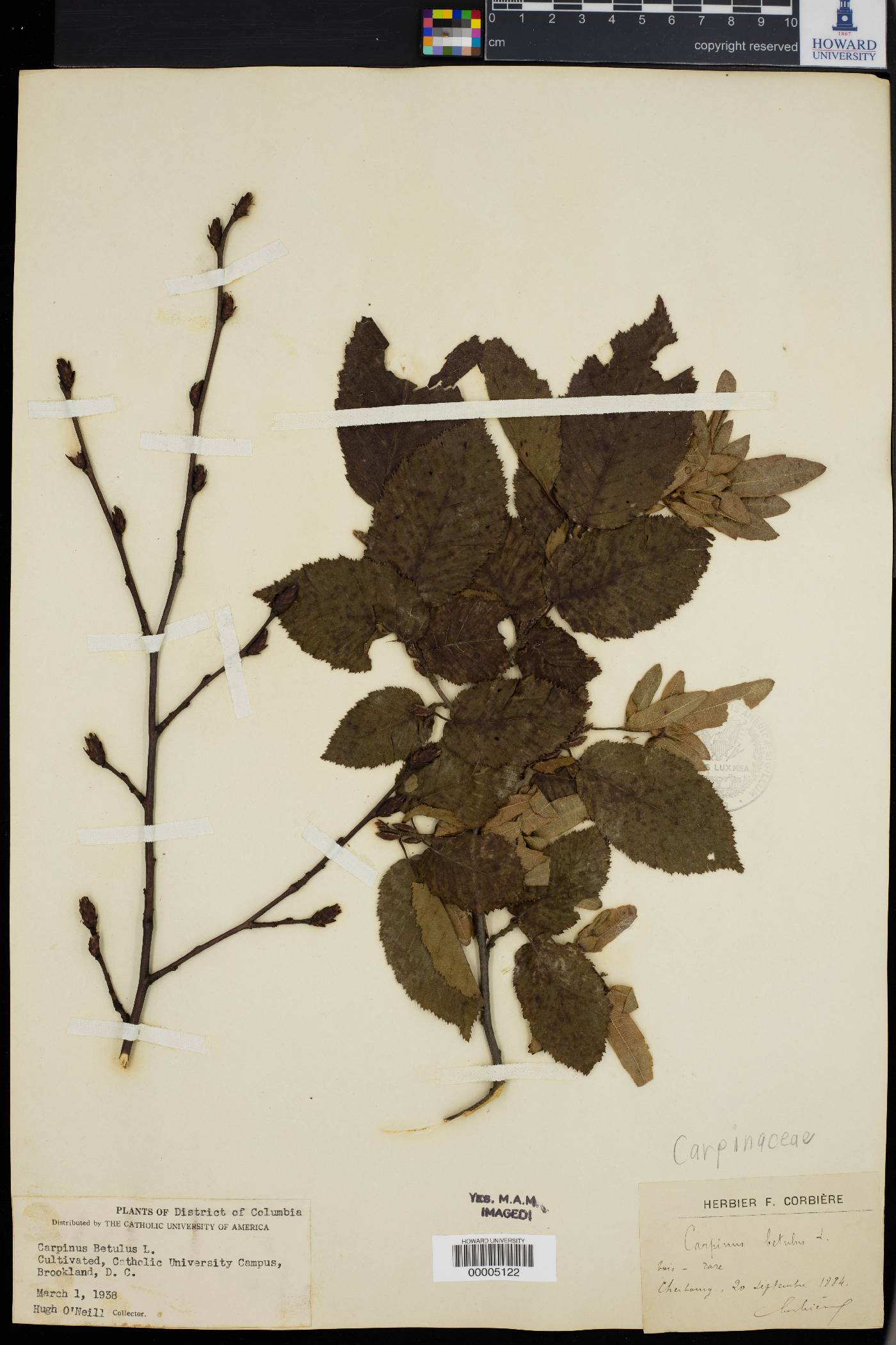 Carpinus betulus image