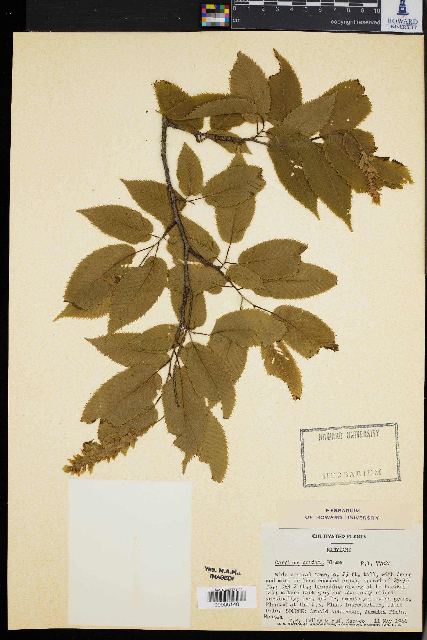 Carpinus cordata image