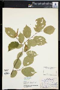 Corylus cornuta image