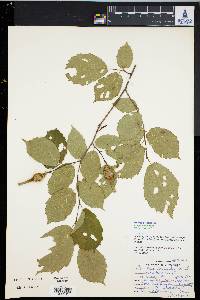 Corylus cornuta image