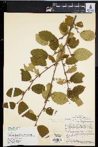 Corylus cornuta image