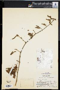 Corylus sieboldiana var. mandshurica image