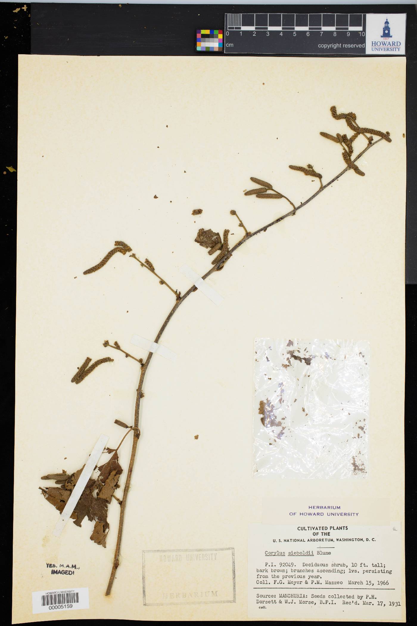 Corylus sieboldiana var. mandshurica image