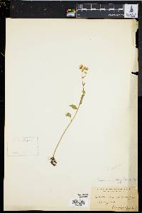 Cardamine bulbosa image