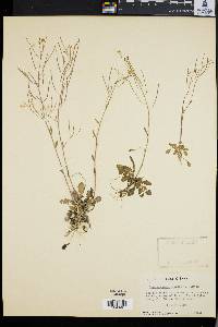 Arabidopsis arenosa image