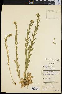 Lepidium campestre image