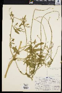 Sisymbrium officinale image