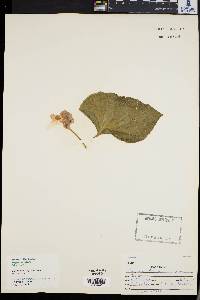 Begonia minor image