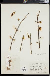 Chimonanthus praecox image