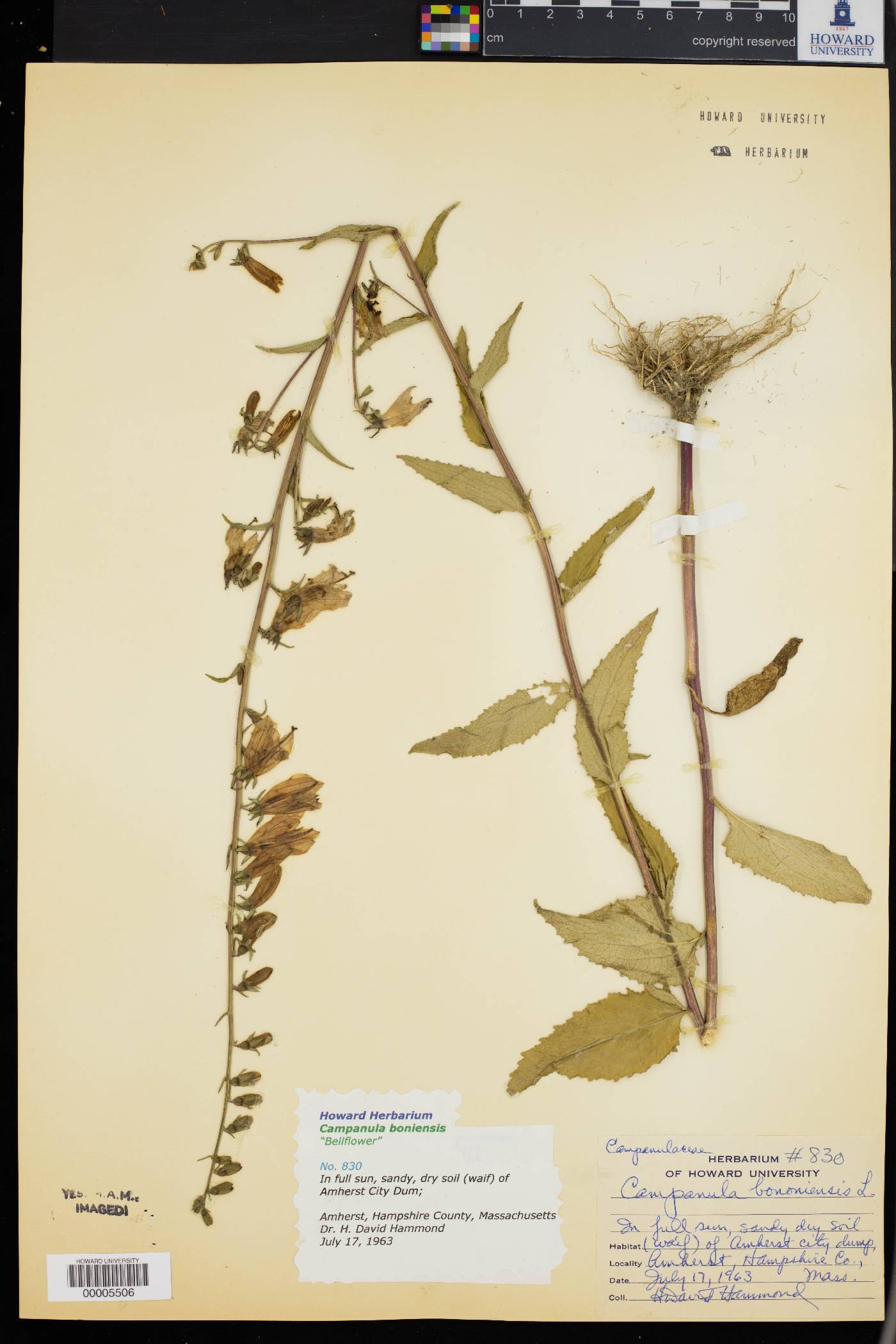 Campanula bononiensis image