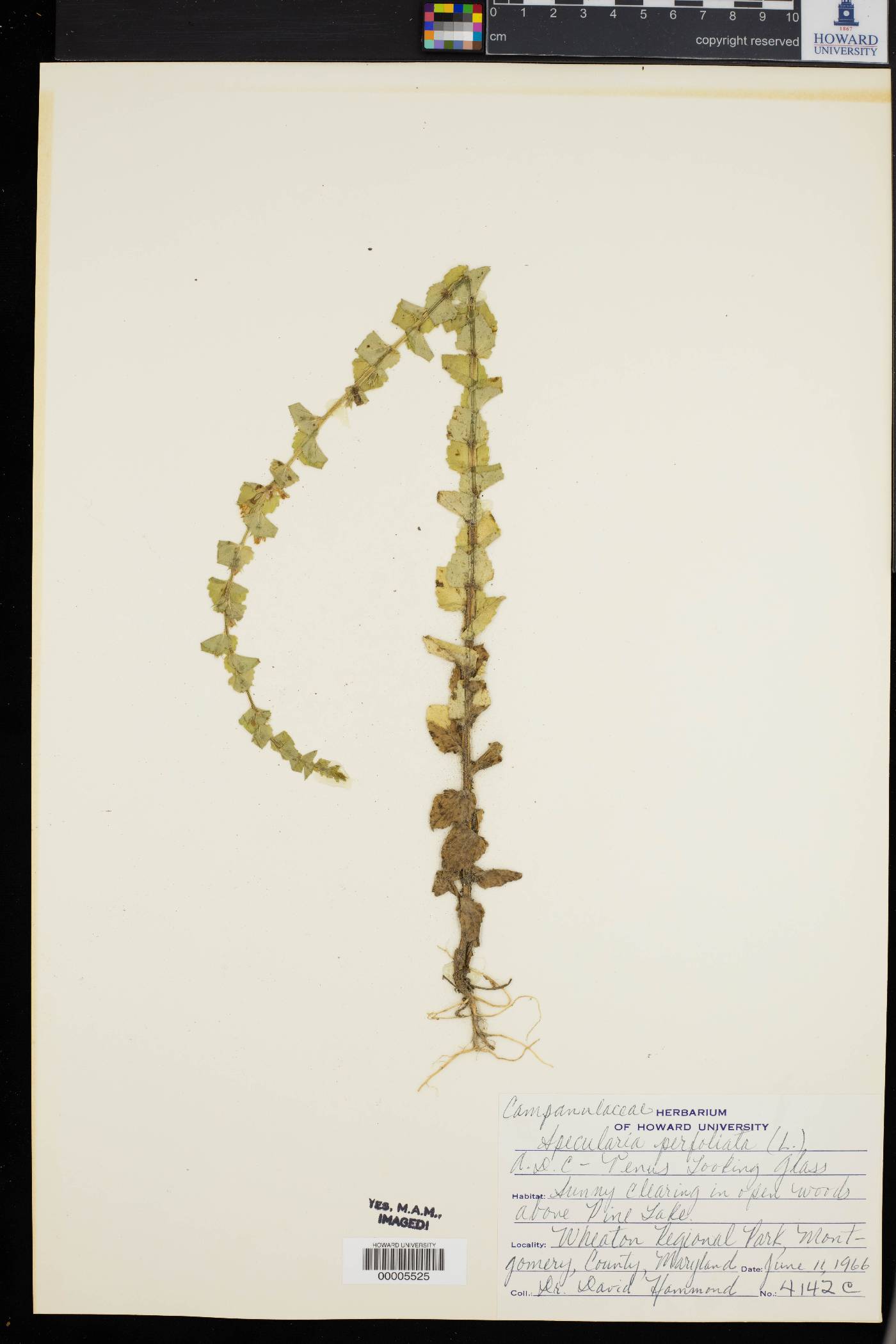 Triodanis perfoliata var. perfoliata image