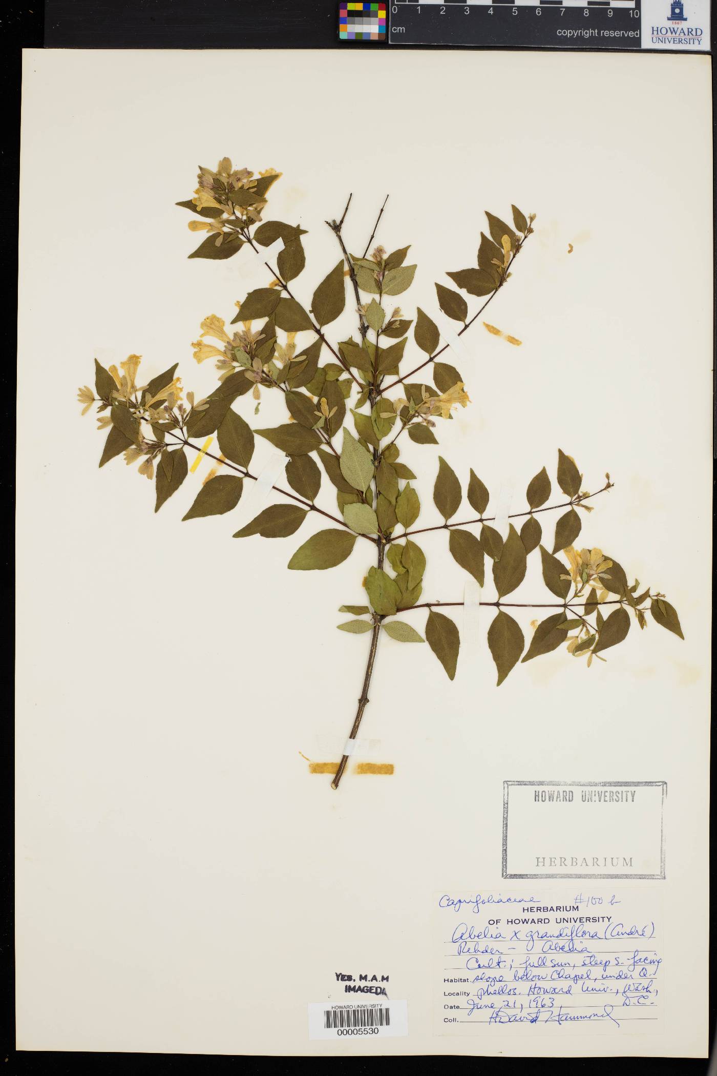 Abelia grandifolia image