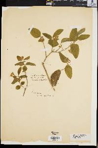 Lonicera canadensis image